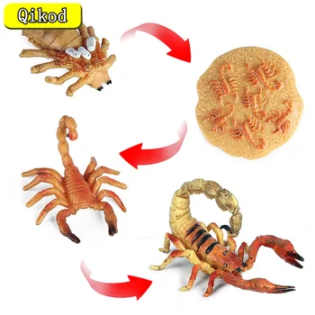 Fierbinte De Simulare De Animale Scorpion Ciclu De Creștere Figurine Model Drăguț Copii Cadouri Cognitive Educaționale De Colectare De Jucarii Pentru Copii